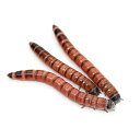 （生餌）死着保証なし レッドワーム（300g）活餌｜色揚げ重視の大型魚・爬虫類に人気